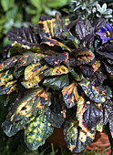 Ajuga reptans 'Rainbow'