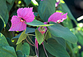 Dalechampia Spathulata 'Mathea'