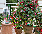 Holiday watering with fuchsias