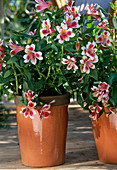 Alstroemeria hybrid 'Jazze Rose Frost'