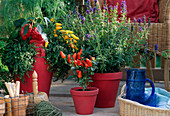 Vegetables and herbs on balcony