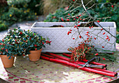 Winter decorations for window boxes