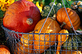Various ornamental pumpkins