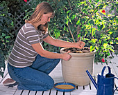 Potted plants care, application of permanent fertilizer