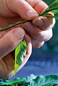 Solanum rantonnetii, Stecklingsvermehrung 4. Step