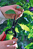 Solanum rantonnetii, propagation of cuttings 2nd step