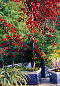 Pyracantha coccinea