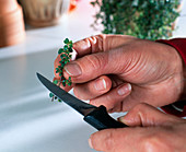 Thyme cuttings propagation