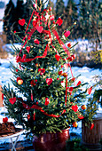 Lebendiger Weihnachtsbaum geschmückt mit roten Herzen, Äpfeln und Bändern