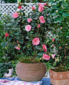 Camellia japonica 'Mrs. Tingley'