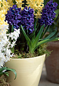 Hyacinthus orientalis 'Blue Star', 'Gipsy Princes'