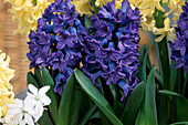 Hyacinthus orientalis 'Blue Star'