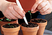 Pick seedlings