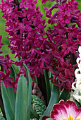 Hyacinthus orientalis 'Purple Sensation'