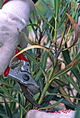 Sick and withered oleander branches