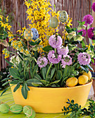 Bowl with Primula denticulata (globe primrose)