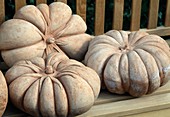 Pumpkins made of frost-proof terracotta