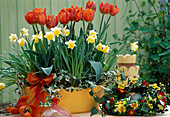 Tulipa 'Fire Queen', Narcissus 'Topolino'