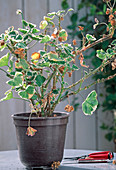 Cut back overwintered leaf geranium in spring