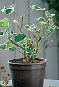 Cutting back overwintered leaf geranium in spring