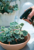 Leaf geranium cuttings propagation