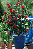 Camellia japonica 'Flame'