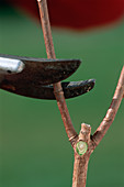 Hydrangea paniculata bis zum 2. Auge nach der Astgabelung