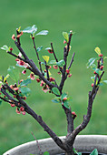 Prunus triloba (Almond tree)