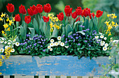 Tulipa 'Couleur Cardinal', Narcissus 'Tete-a-Tete'