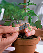 Grafting tomatoes 