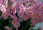 Lewisia cotyledon