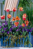 Tulips, Viola cornuta (horned violet)