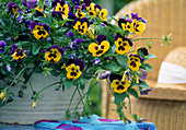 Viola cornuta 'Supreme Yellow w. ', 'Violett Wing'