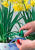 Fertilise daffodils regularly