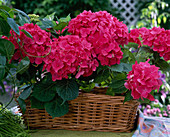 Hydrangea macrophylla 'Euzett-Hermann Dienemann'