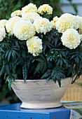 Tagetes Marigold f1-Hybr. African 'Vanillia'