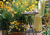 Kniphofia, Helichrysum, Hemerocallis citrina