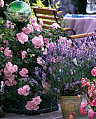 Rose 'Bonica', Lavandula angustifolia