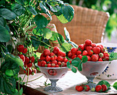Erdbeerstilleben: Fragaria (Erdbeeren) in Schalen, Erdbeerpflanze