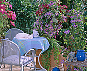 Terrasse mit Clematis: ''Juuli'' und ''Warszawska Nike''