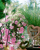 Petunia 'Celebration' Pink