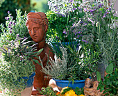 Salvia, Borago (borage), Chives, Lavender