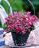 Rose petals and Gypsophila (gypsophila)