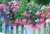Ground Cover Rose 'Antique' (Kordana)