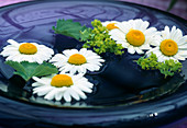 Marguerite flowers in water bowl