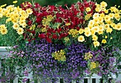 Nicotiana 'Tuxedo Red', Argyranthemum 'Butterfly'