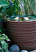 Clay pot with Nymphaea