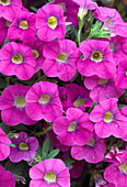 Calibrachoa Celebration 'Pink'