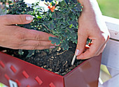 Permanent fertilizer for balcony flowers in the shape of a stick