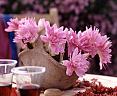 Colchicum hybrid 'Waterlily' (meadow saffron)